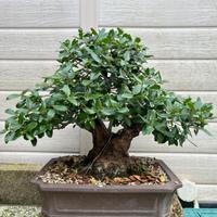 Bonsai