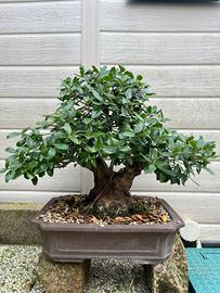 Bonsai