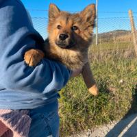 Chow Chow / Border collie