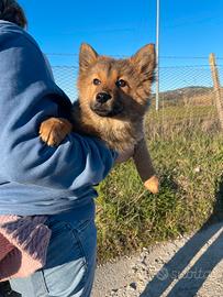 Chow Chow / Border collie