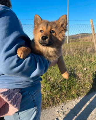 Chow Chow / Border collie