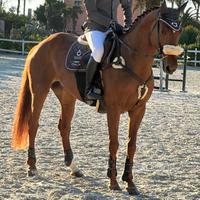 Cavalla SI (fattrice)