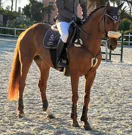 Cavalla SI (fattrice)