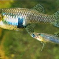 Pesci mangia zanzare