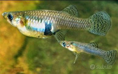 Pesci mangia zanzare