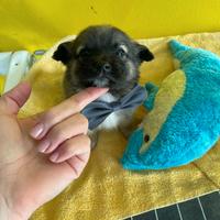 Cucciolo mini mignon due mesi