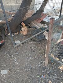 Pulcini di gallina ovaiola