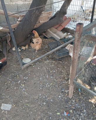 Pulcini di gallina ovaiola
