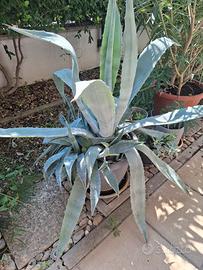 Agave in vaso