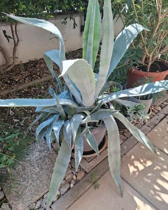 Agave in vaso