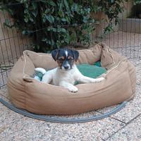 Cucciola di Jack Russell