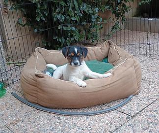 Cucciola di Jack Russell