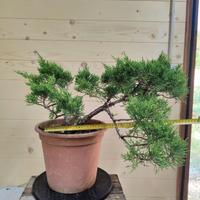 Pre-bonsai Ginepro Comune