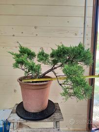Pre-bonsai Ginepro Comune