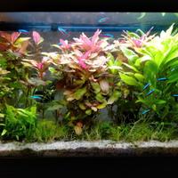 Acquario pesci acqua dolce 80lt c mobiletto