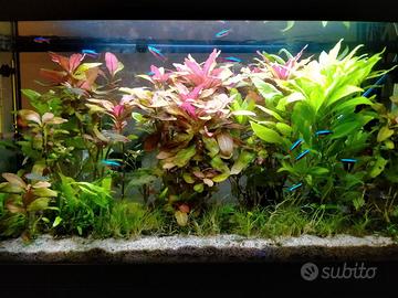 Acquario pesci acqua dolce 80lt c mobiletto