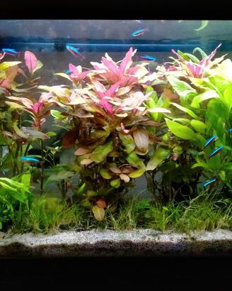 Acquario pesci acqua dolce 80lt c mobiletto