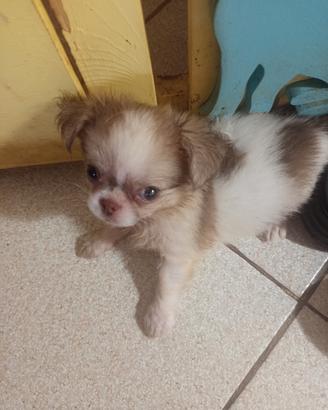 CHIHUAHUA 