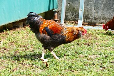 Gallo