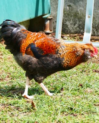 Gallo