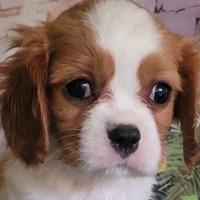 Cavalier King