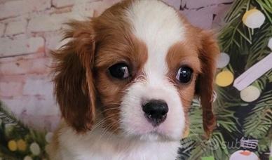Cavalier King