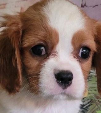 Cavalier King