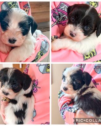 Cuccioli di Bichon Havanese