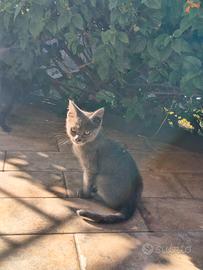 Gattini simil certosini da adottare