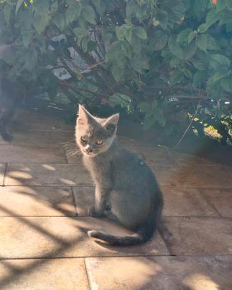Gattini simil certosini da adottare