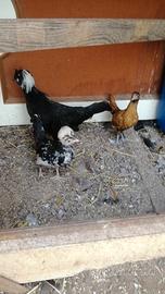 Galline