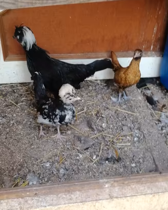 Galline