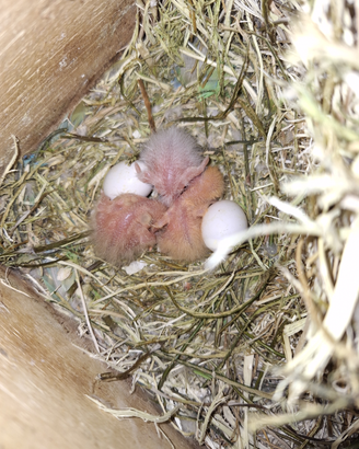 Pulli di inseparabili disponibili