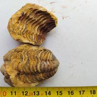 Fossile di Trilobite Calymene