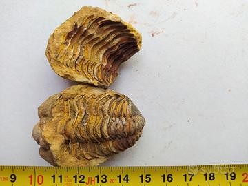 Fossile di Trilobite Calymene