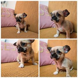 Cucciola di chihuahua