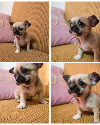 Cucciola di chihuahua