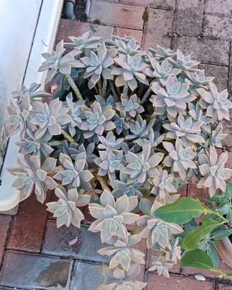 piante grassa 