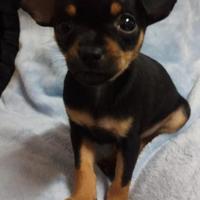 Disponibile cucciolo di Pincher Toy