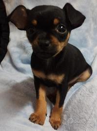 Disponibile cucciolo di Pincher Toy