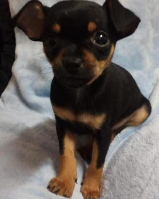 Disponibile cucciolo di Pincher Toy