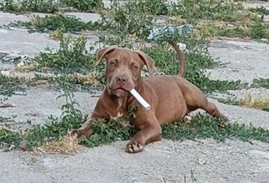 Cucciolo American Pit bull terrier