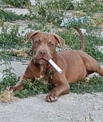 Cucciolo American Pit bull terrier
