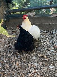 Coppia di concincina