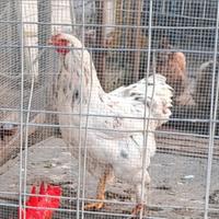 Coppia di Brahma