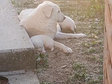 Cuccioli di pastore abruzzese