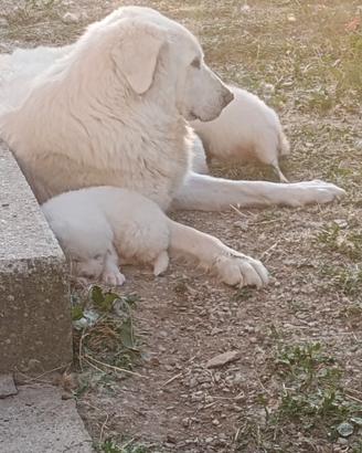 Cuccioli di pastore abruzzese