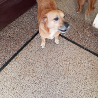 Cagnolina sola cerca famiglia