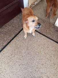 Cagnolina sola cerca famiglia