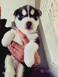 Cuccioli di husky